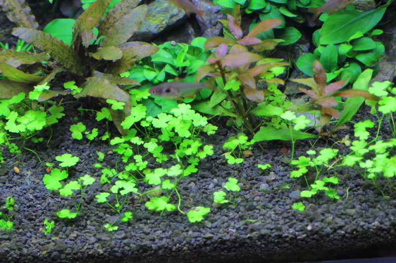 植栽から56日目　オーストラリアン ノチドメ